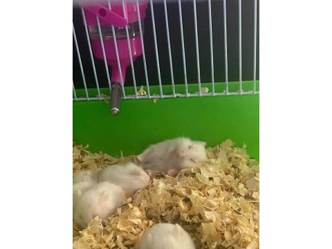 Yavru hamsterlar