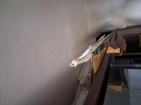 Whıte face 12 aylık erkek sultan papağanı