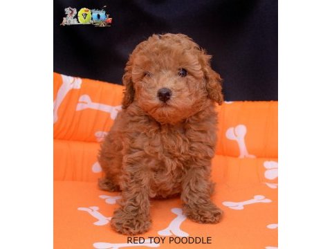 Red brown toy poodle bebekler