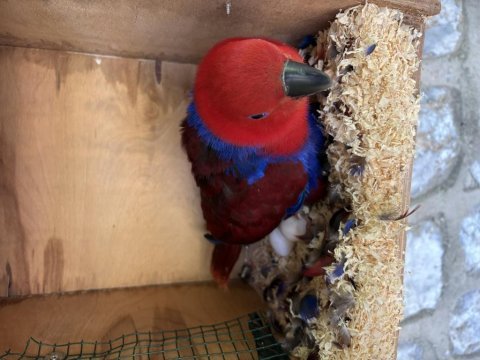 Resmi belgeli yavru veren konuşan eclectus çift papağanı