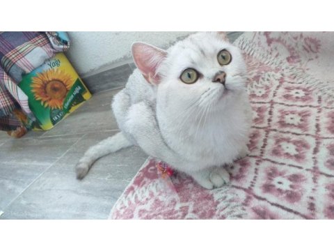 British shorthair kızımıza yeni yuva arıyoruz