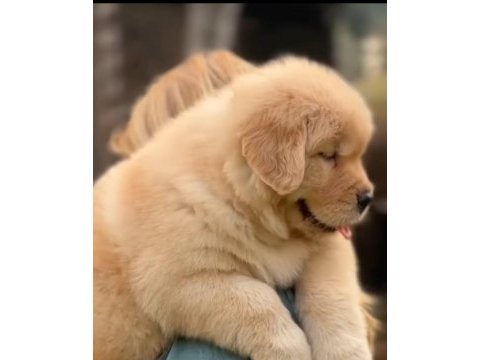 Çocuk dostu golden retriever yavrular