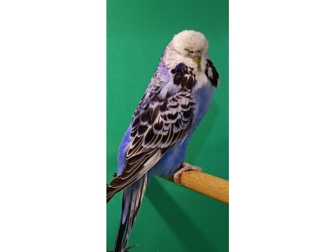 Jumbo damızlık dişi muhabbet kuşlar