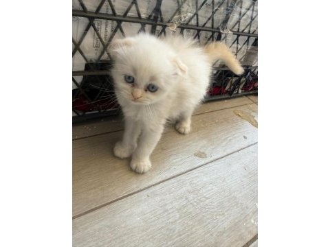 Scottish fold longhair yavru kediler