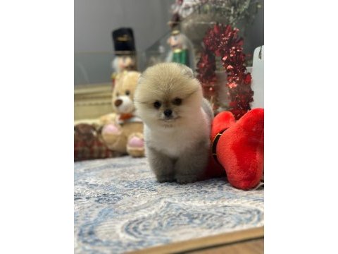 Teddy face pomeranian boo yavrularımız