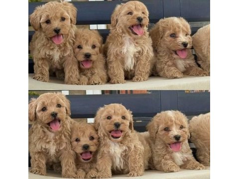 Yavru köpeğimiz toy poodle