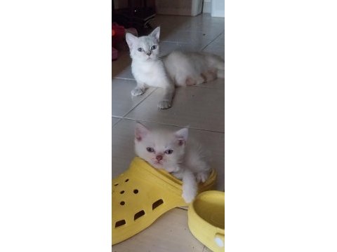 Maviş gözlü blue point yavrularımız scottish fold