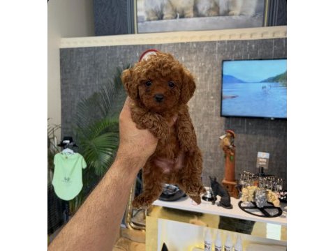 Teacup toy poodle