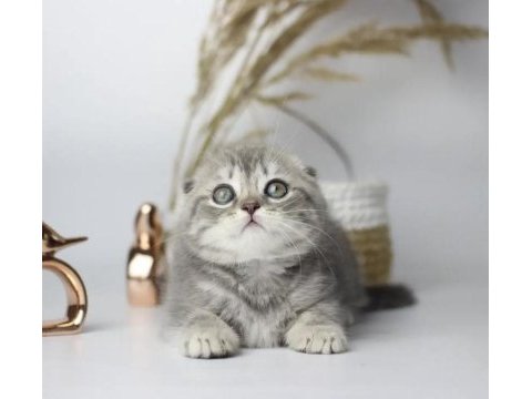Scottish fold silver yavrularım 