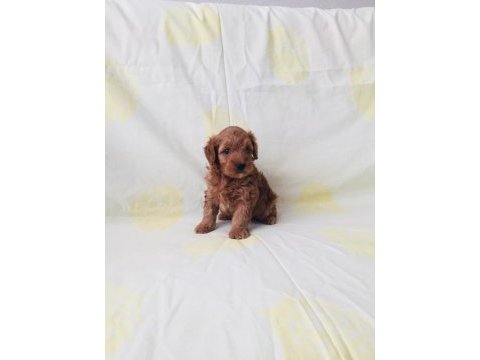 Maltipoo cinsi yavrularım orijinal teacup
