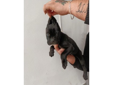 Cane corso yavrularımız ırk garantilidir