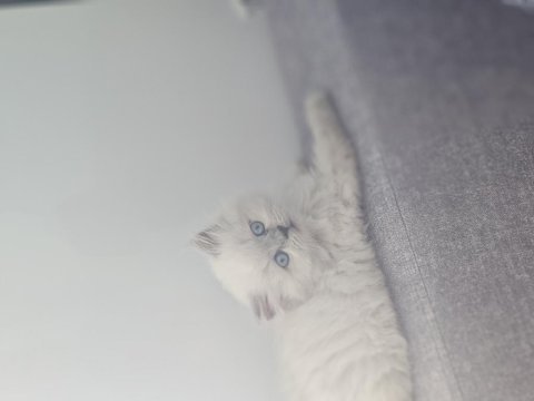 2 aylık egitimi tam pluepont oyuncu kedisi