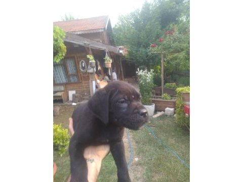Sağlam ırk garantili mavi/siyah cane corso yavruları