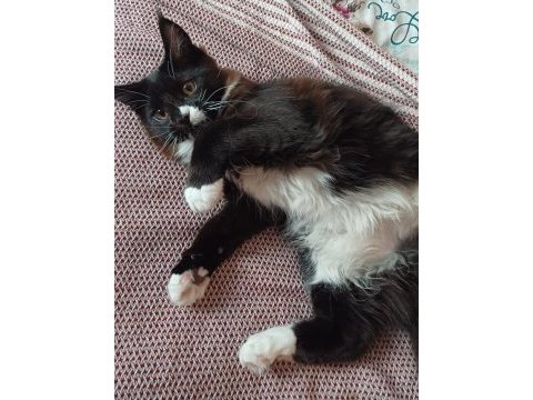 Maine coon 20 ocak doğumlu antalya
