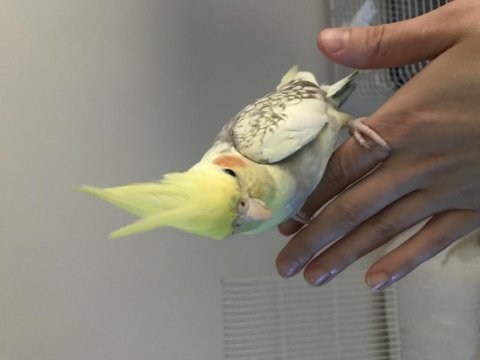 5 aylık dişi ele alışık sultan papağanı