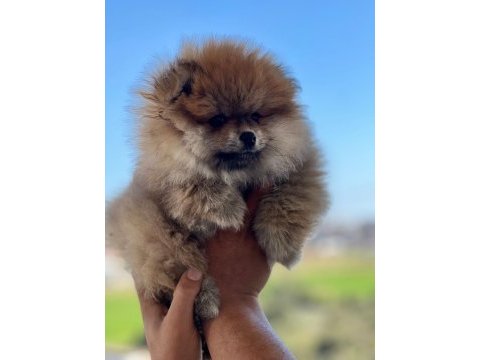 Antalya pomeranian boo