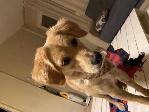 13 aylık golden kırması tatlış köpek