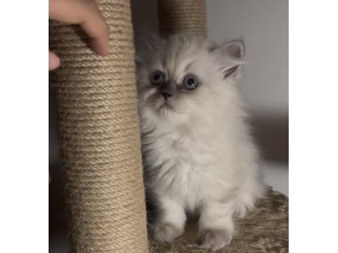 British longhair ikiz kardeşler