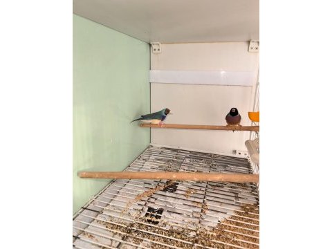 Gökkuşağı ispinozu goldian finch