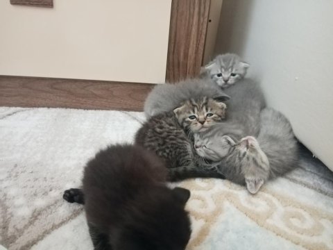 British shorthair ve longhair yavrularım