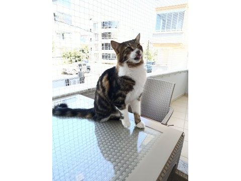 Maine coon ve tekir kırması kısır erkek