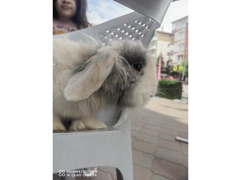 Lop tavşanlar