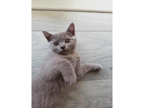 3 aylık dişi british kedi