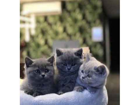 Brıtısh shorthair gri yavrularım 