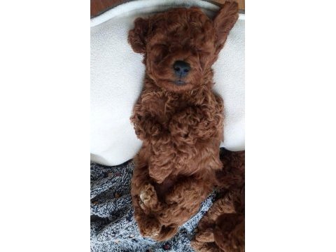 Dostunuz toy poodle