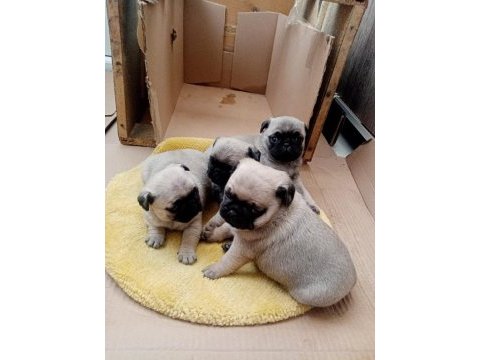 50 günlük pug yavrularımız sahiplendirilecektir