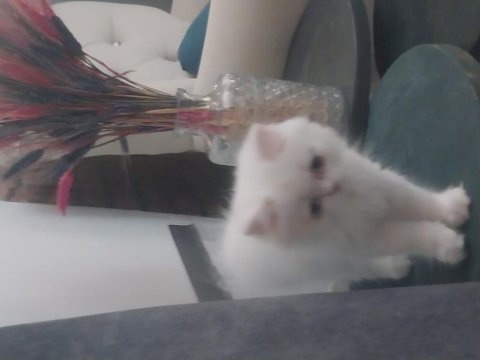 Beyaz british shorthair baba kız