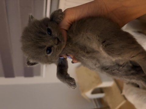 Safkan scottish fold yavrular