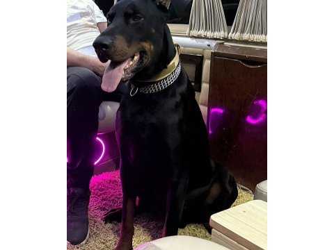 Erkek - dişi european doberman yavrularım ırk garantili