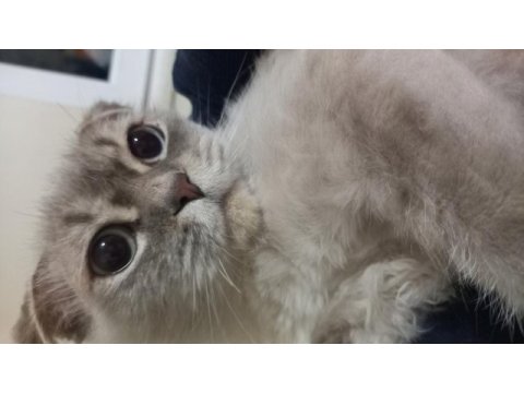 2 yaşında dünya tatlısı scottish fold oğlumuz