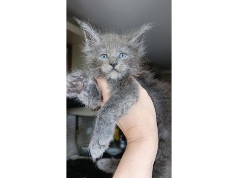 Dev boyda erkek maine coon