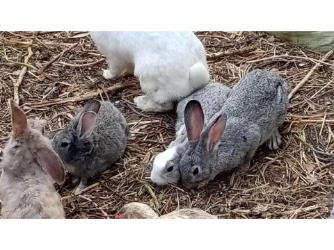 Tavşan aslanbaş cüce ponomon