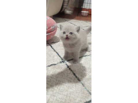 Lilac british shorthair bebekler