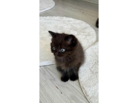 Çikolata parçası minik scottish kız