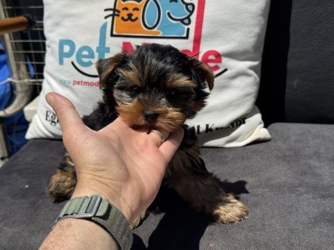 Wc eğitimli  tea cup yorkshire terrier 
