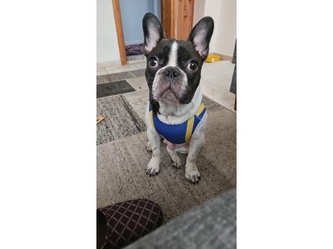 French bulldog oğlumuz