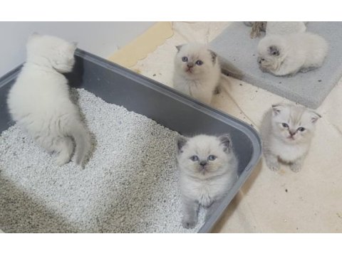 British shorthair ve scottish fold bebişler