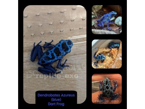 Red eye dart frog (kurbaga)