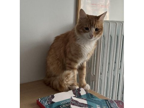 Çok tatlı ve oyuncu bir kedi yuva arıyor acil
