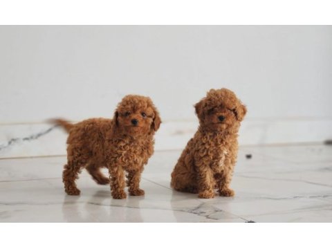 Muhteşem toy poodle yavruları