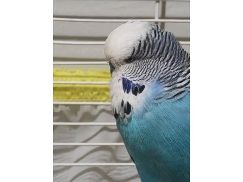 Jumbo takım muhabbet kuşu