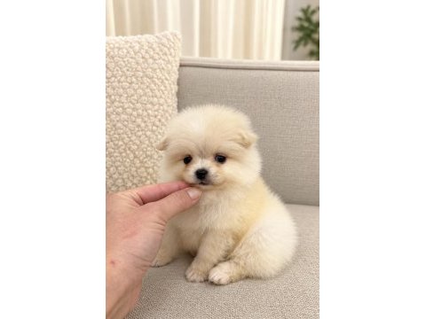 Pomeranian boo mini boy erkek