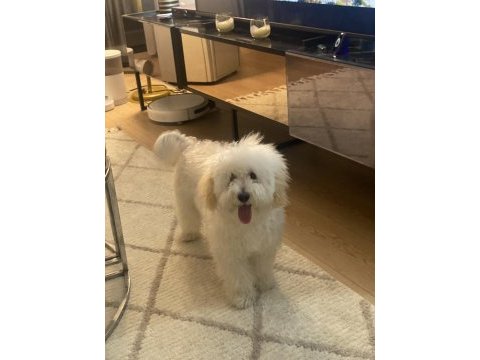 Maltipoo dişi kısır 7 aylık