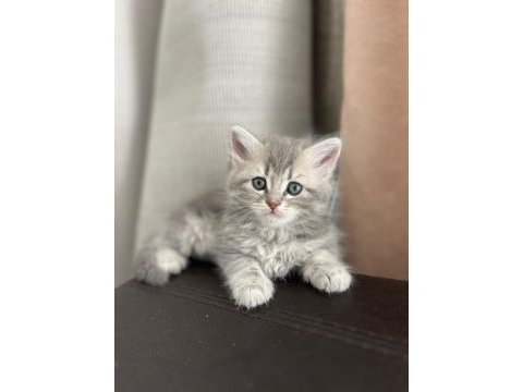 British ve russian blue melez kedilerimiz yuva arıyor