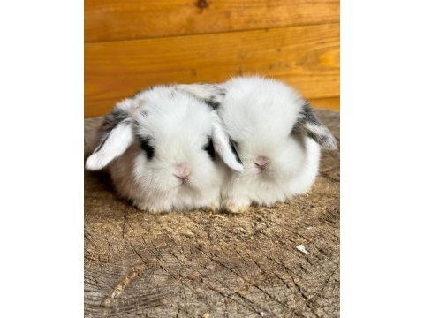 Hollanda lop ve teddy lop yavrular
