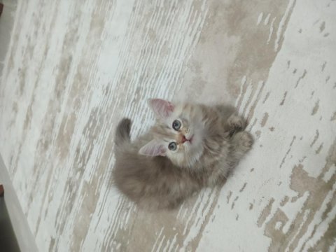 65 günlük dişi kedimiz
